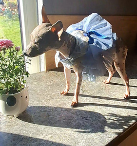 American naked terriers (5 foto / 8)