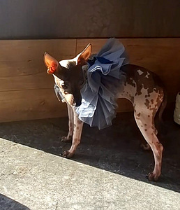 American naked terriers (1 foto / 8)