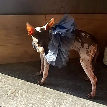 American naked terriers