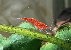 Punased krevetid/ neocaridina cherry shrimp (1 foto / 3)