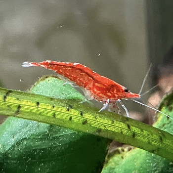 Красные креветки / neocaridina cherry shrimp