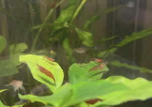 Punased krevetid/ neocaridina cherry shrimp (3 foto / 3)