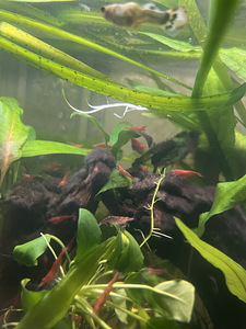 Punased krevetid/ neocaridina cherry shrimp (2 foto / 3)