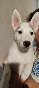 Sebeeria Laika /siberi laika (1 foto / 9)