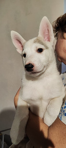 Sebeeria Laika /siberi laika (2 foto / 9)