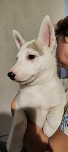 Sebeeria Laika /siberi laika (3 foto / 9)
