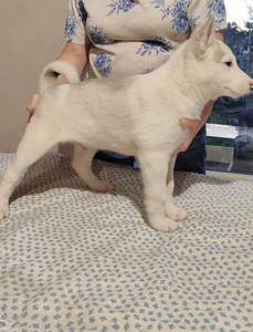 Sebeeria Laika /siberi laika (5 foto / 9)
