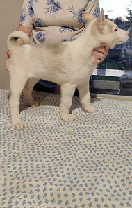 Sebeeria Laika /siberi laika (6 foto / 9)