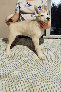 Sebeeria Laika /siberi laika (4 foto / 9)