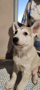 Sebeeria Laika /siberi laika (7 foto / 9)