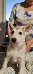 Sebeeria Laika /siberi laika (8 foto / 9)