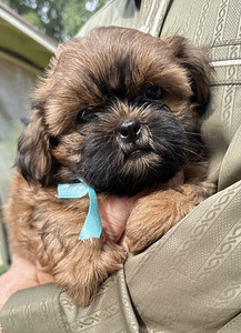 Shih Tzu kutsikad (1 foto / 8)
