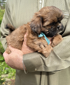 Shih Tzu kutsikad (2 foto / 8)