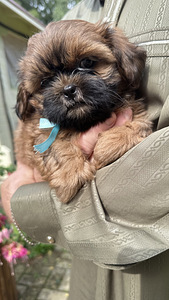 Shih Tzu kutsikad (3 foto / 8)