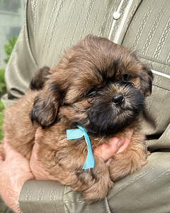 Shih Tzu kutsikad (4 foto / 8)