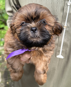 Shih Tzu kutsikad (5 foto / 8)