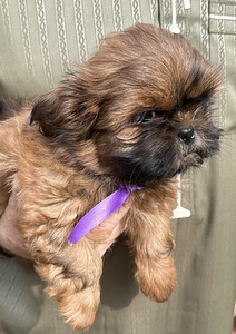 Shih Tzu kutsikad (6 foto / 8)