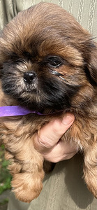 Shih Tzu kutsikad (7 foto / 8)
