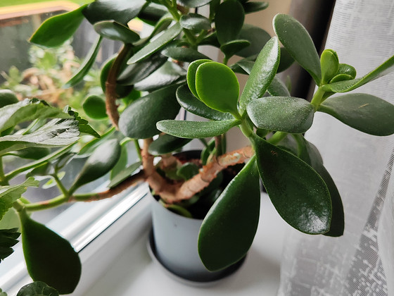 Müüa rahapuu – Crassula ovata