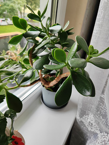 Müüa rahapuu – Crassula ovata (1 foto / 2)