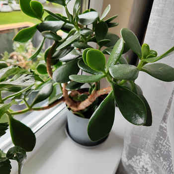 Продаётся денежное дерево — Crassula ovata