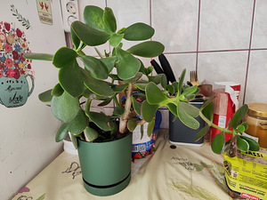 Müüa rahapuu – Crassula ovata (2 foto / 2)