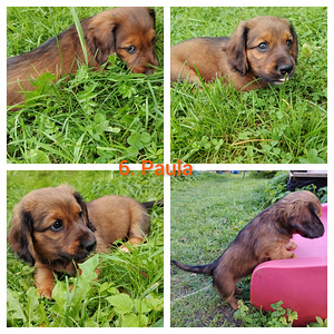 Taksikoera kutsikad (6 foto / 6)