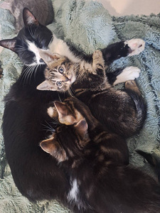 Отдам котят (4 фото из 5)