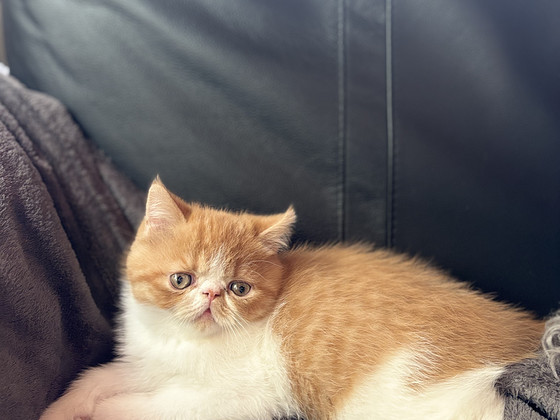 Котята Exotic