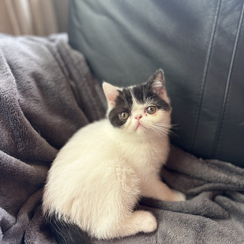 Котята Exotic