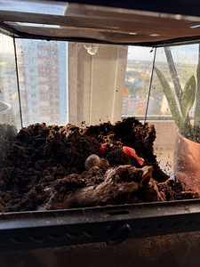 Müüa terraarium koos 6 teoga (1 foto / 4)