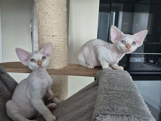 Котята Devon Rex