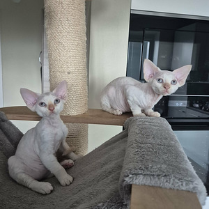 Котята Devon Rex (1 фото из 2)