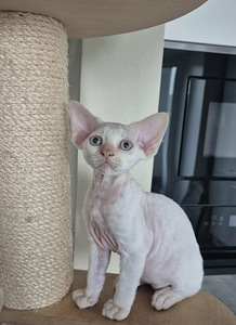 Котята Devon Rex (2 фото из 2)