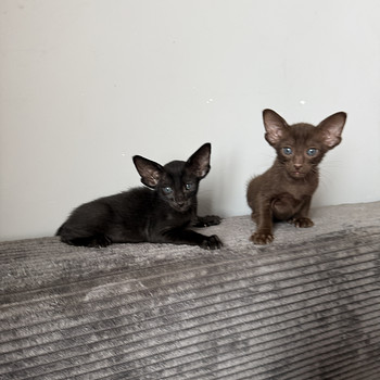 Ориентальный котёнок