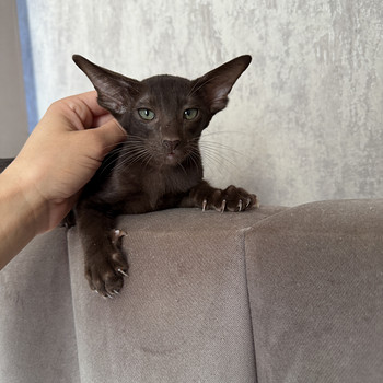Ориентальный котёнок