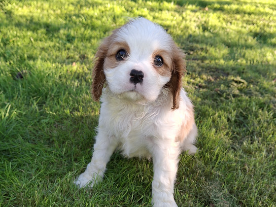 Cavalier King Charlesin spanielin pennut. 14.09.2026