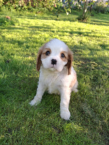 Cavalier King Charlesin spanielin pennut. 14.09.2026 (1 valokuva sivusta 10)