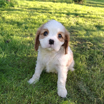 Cavalier King Charlesin spanielin pennut. 14.09.2026