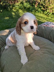 Cavalier King Charlesin spanielin pennut. 14.09.2026 (2 valokuva sivusta 10)
