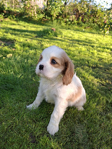 Cavalier King Charlesin spanielin pennut. 14.09.2026 (3 valokuva sivusta 10)