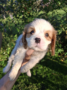 Cavalier King Charlesin spanielin pennut. 14.09.2026 (4 valokuva sivusta 10)