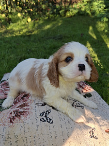 Cavalier King Charlesin spanielin pennut. 14.09.2026 (5 valokuva sivusta 10)