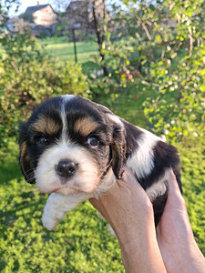 Cavalier King Charlesin spanielin pennut. 14.09.2026 (6 valokuva sivusta 10)