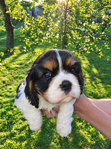 Cavalier King Charlesin spanielin pennut. 14.09.2026 (7 valokuva sivusta 10)