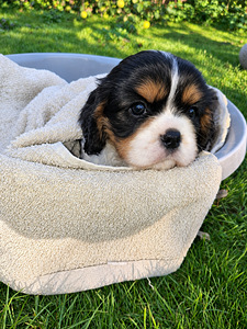 Cavalier King Charlesin spanielin pennut. 14.09.2026 (8 valokuva sivusta 10)