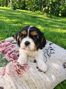 Cavalier King Charlesin spanielin pennut. 14.09.2026 (9 valokuva sivusta 10)