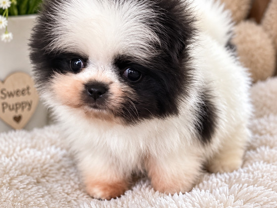 Pomeranian