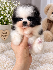 Pomeranian (4 valokuva sivusta 7)