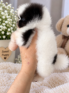 Pomeranian (5 valokuva sivusta 7)